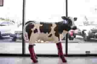 Contact Us Little Calf Creamery and Cafe American Restaurant in CA