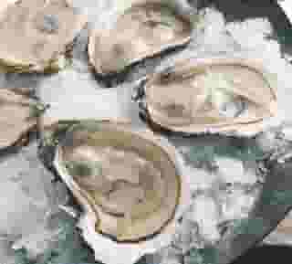 Oysters