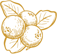 blueberries logo