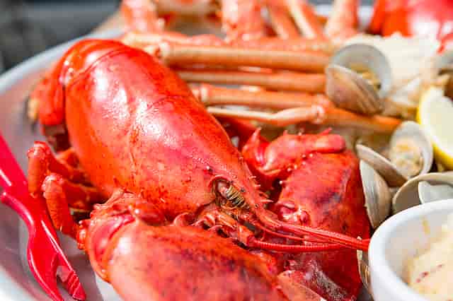 Lobster