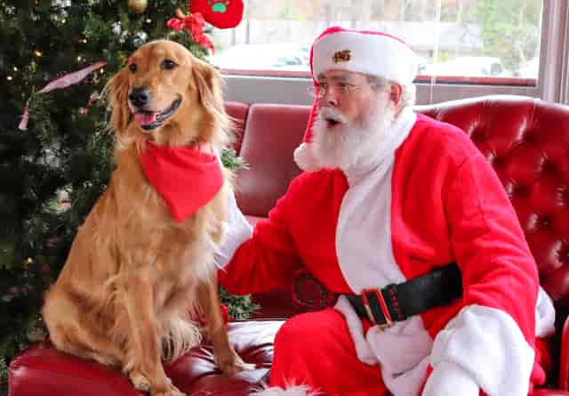 golden retriever