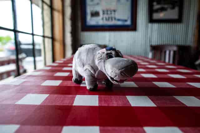hippo
