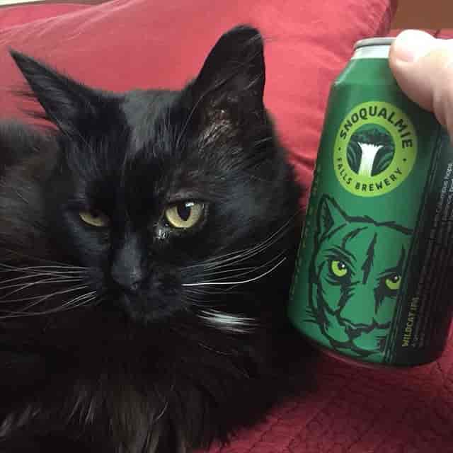 cat and beer can