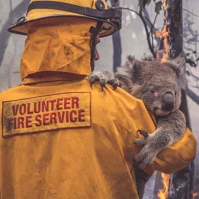 Donations for Australian Wildfire Relief