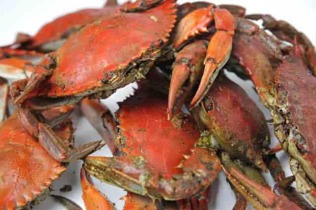 blue crabs