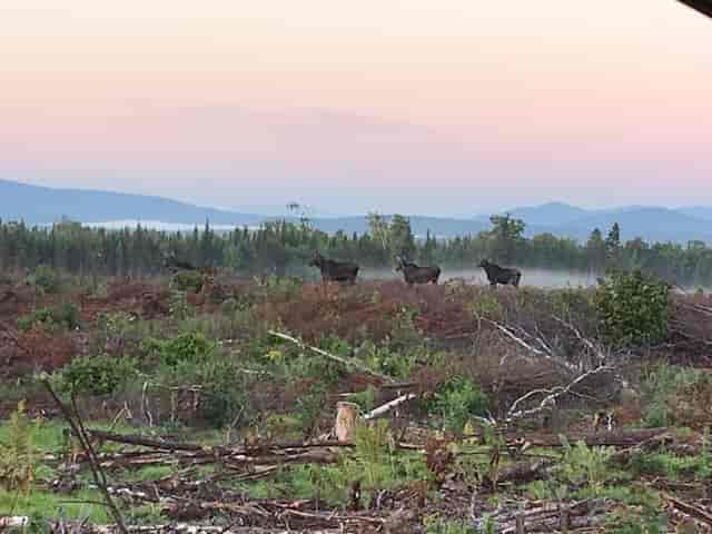 4 moose