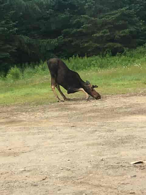 moose