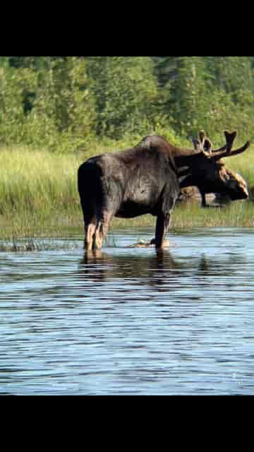 moose