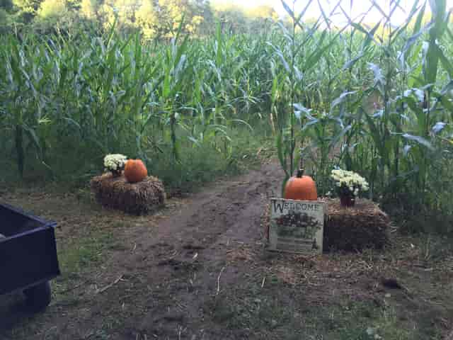 corn maze entrance