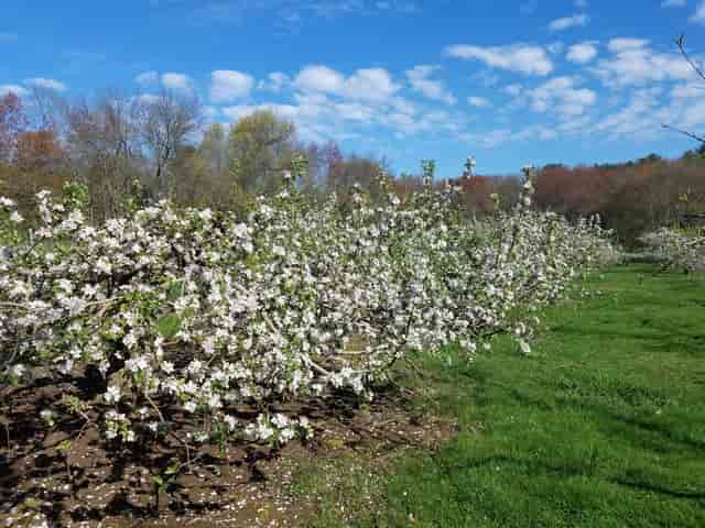 trees in bloom