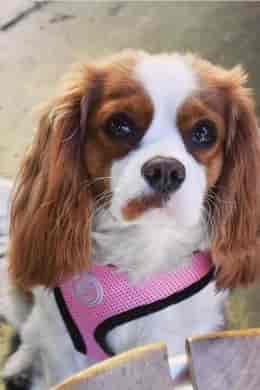 Dogs And Coffee Shops: Etiquette Guidelines For Successful Visits