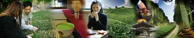 variety of tea images