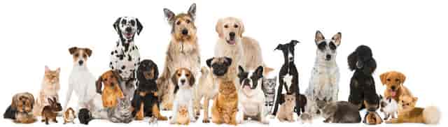Dogs