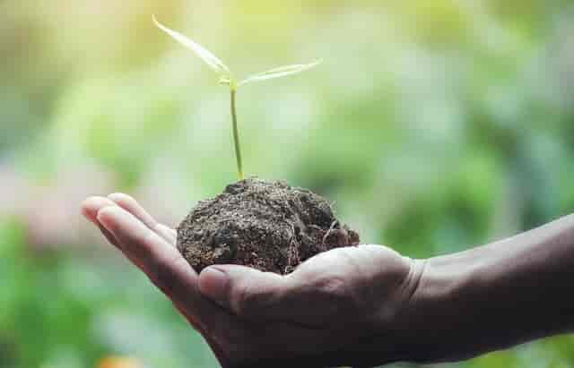 Green Dining in Dallas: Small Ways Social Pie Gives Back
