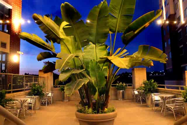 patio plants