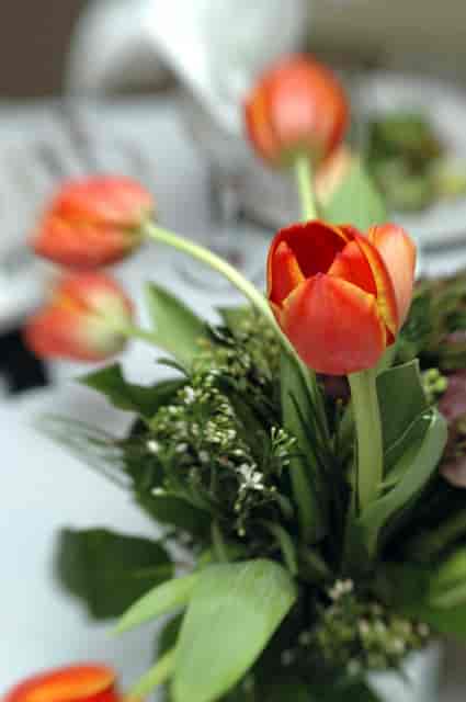 Tulips