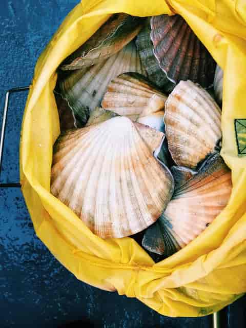 Clamshells