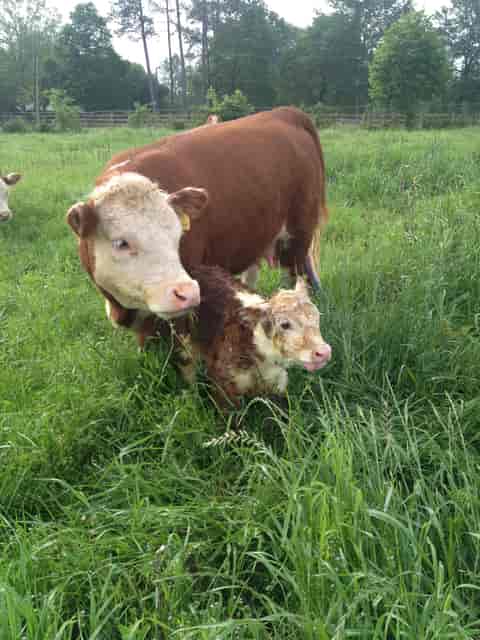 cows