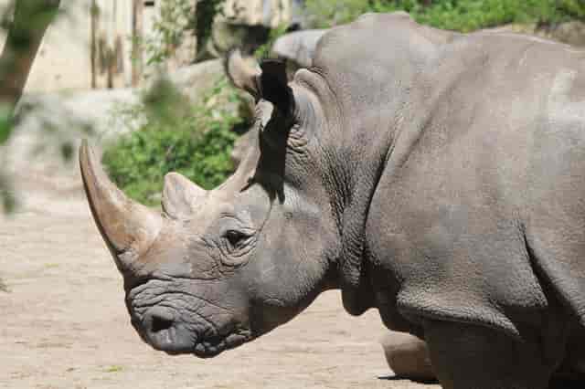 Rhino