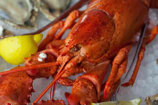 lobster