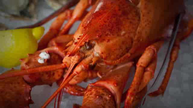 lobster