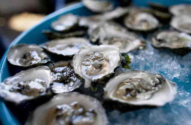 oysters