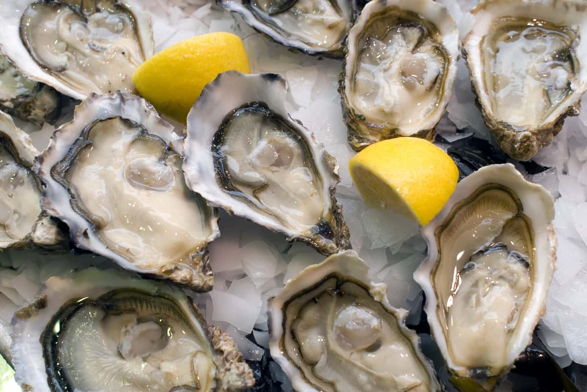 Oysters