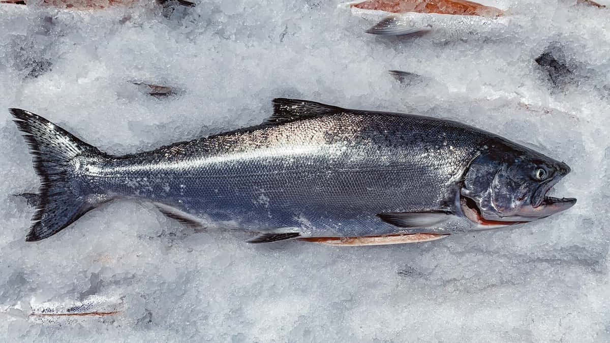 fish shop