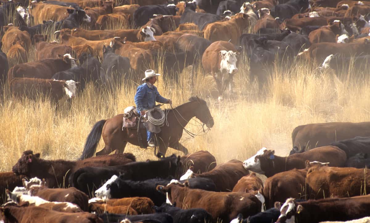 Cowboy with Cattle