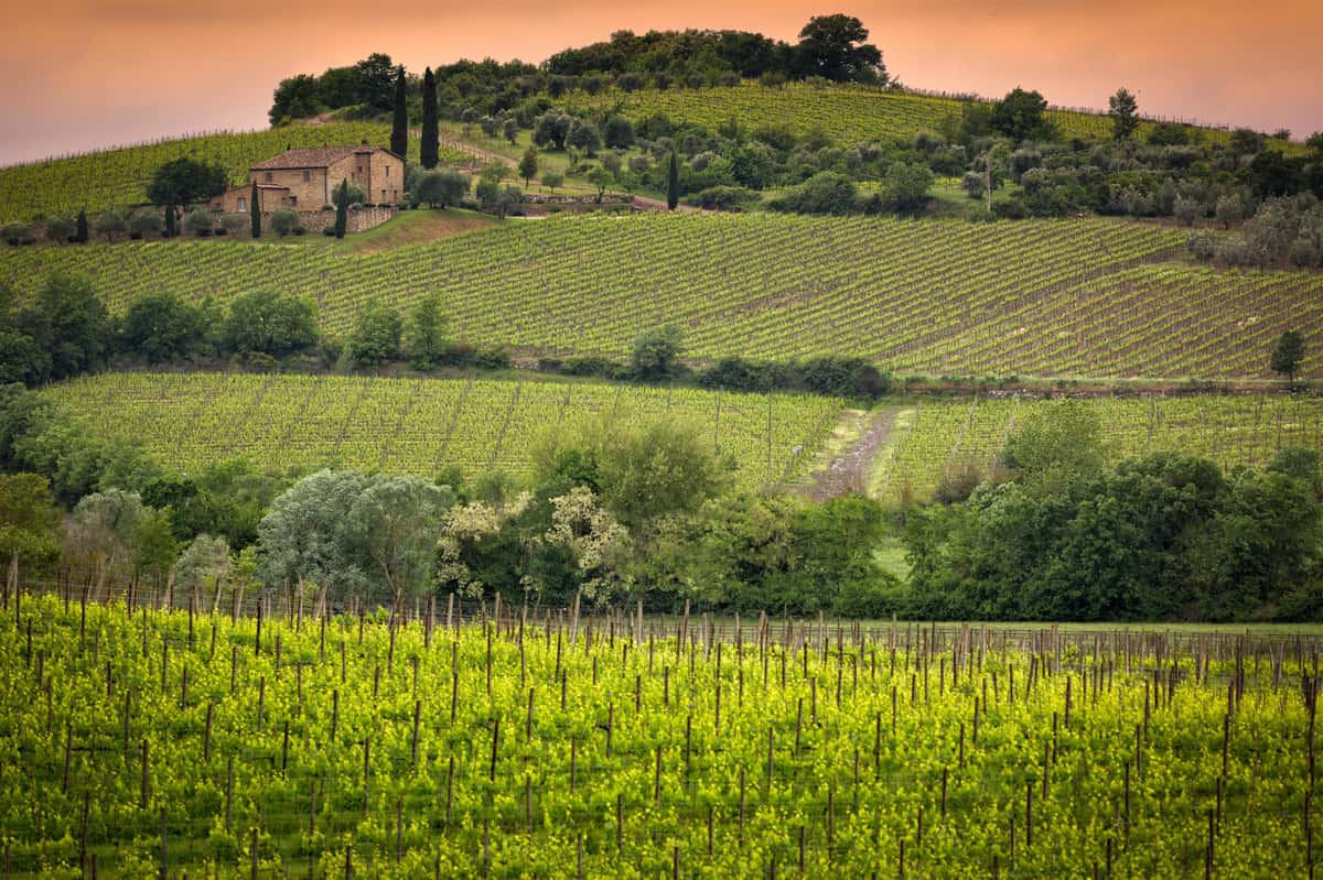 wine vineyards