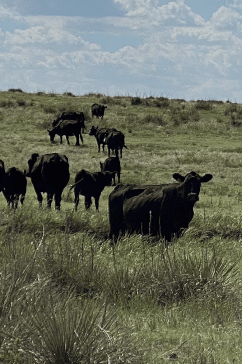 Angus Cattle from Bamber Ranch