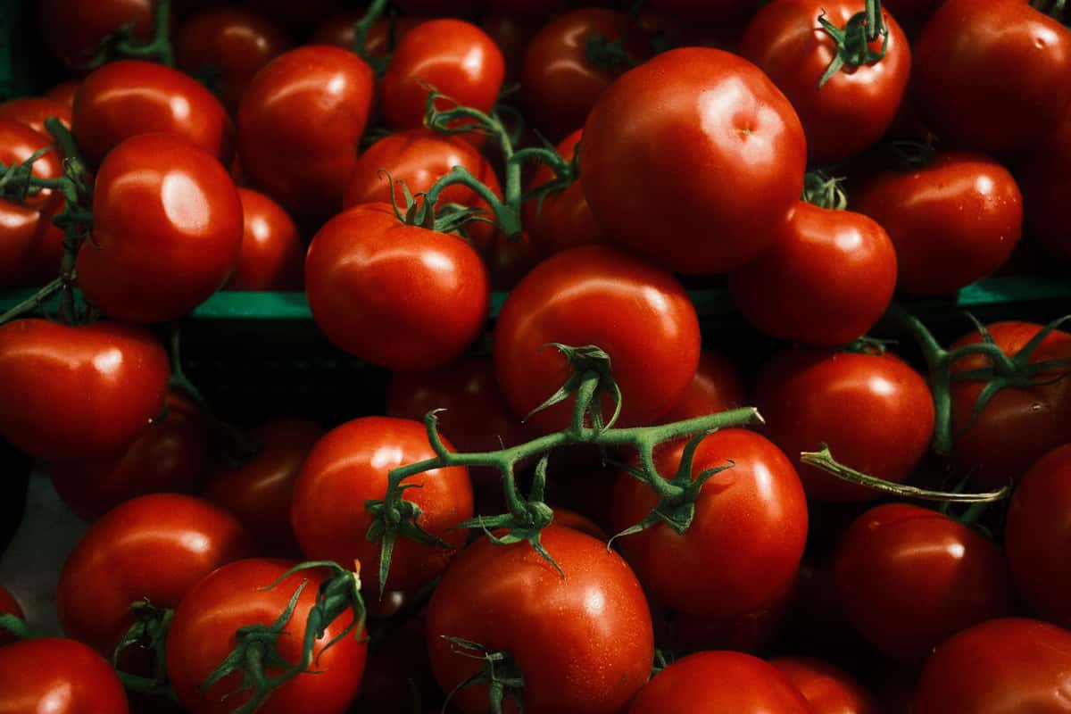 tomato's
