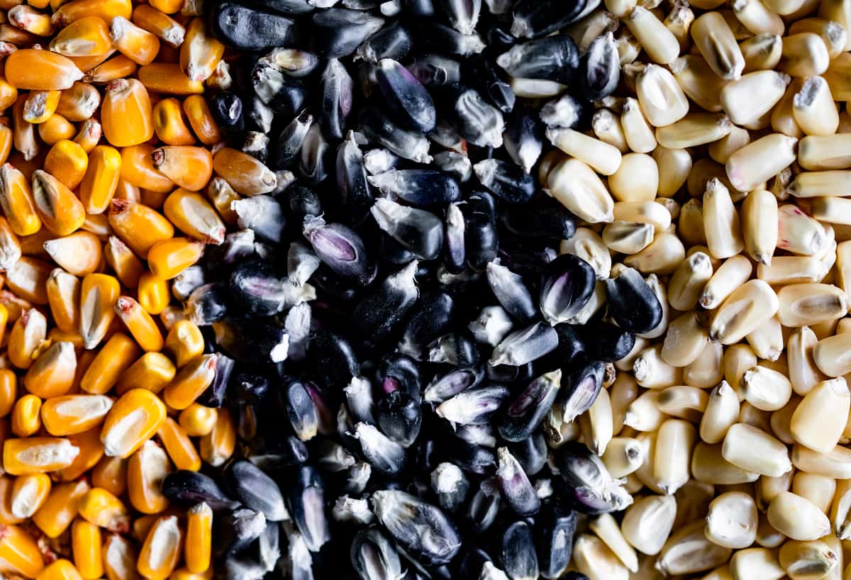 Heirloom Corn