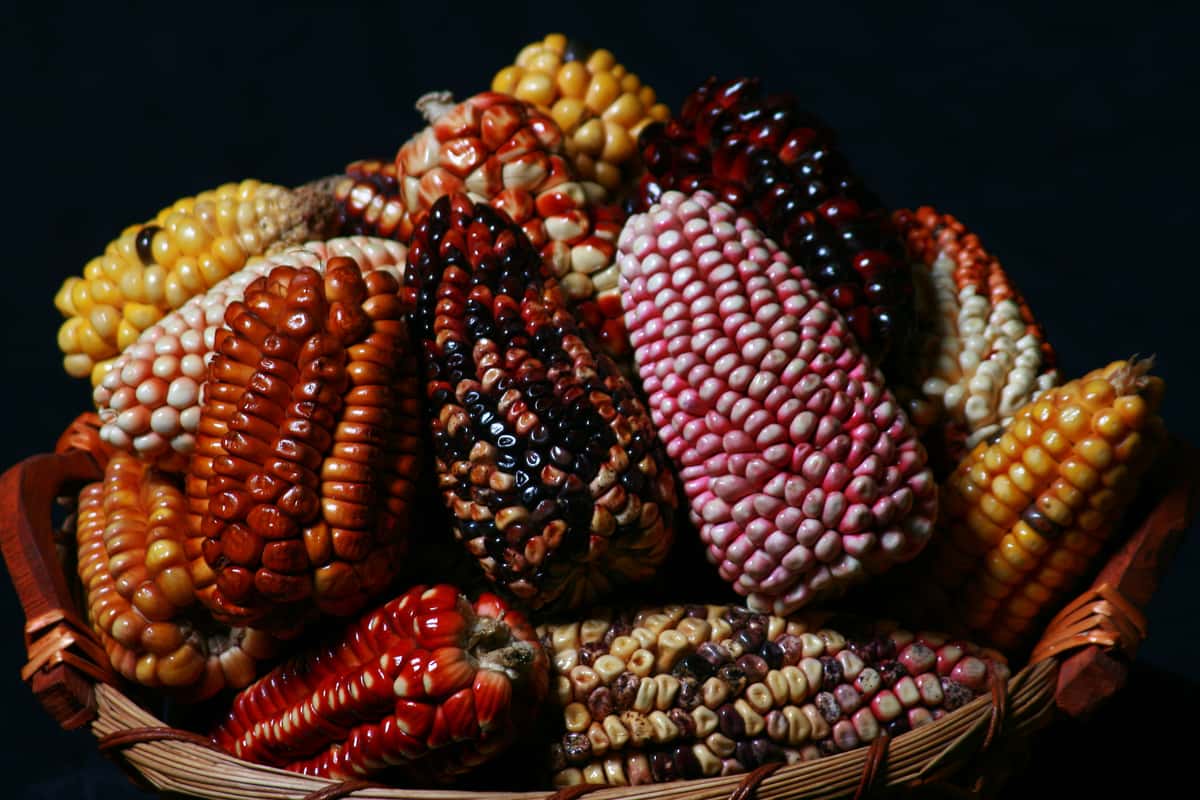Variety of different types of corn