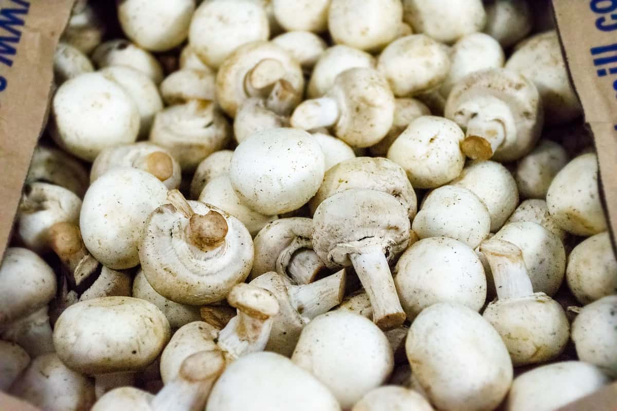 mushrooms