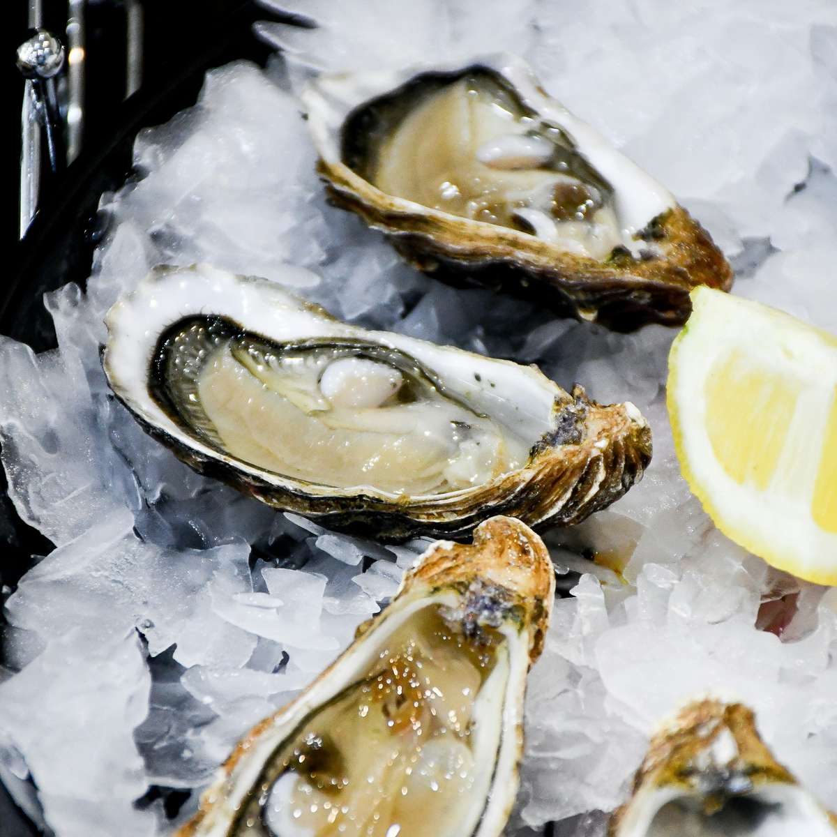 oyster