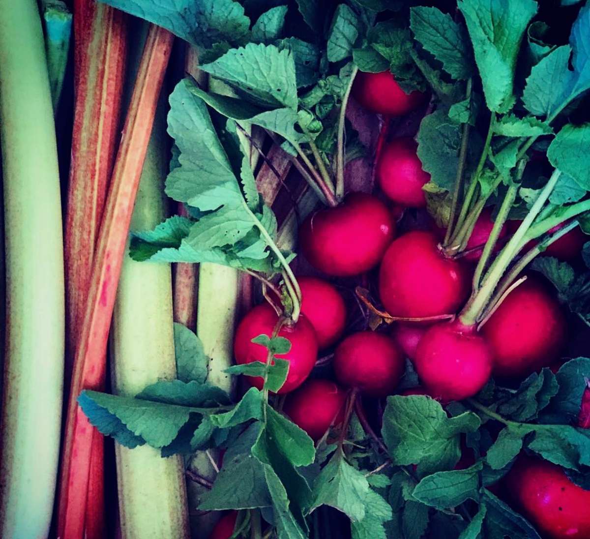 Rhubarb + Radish color