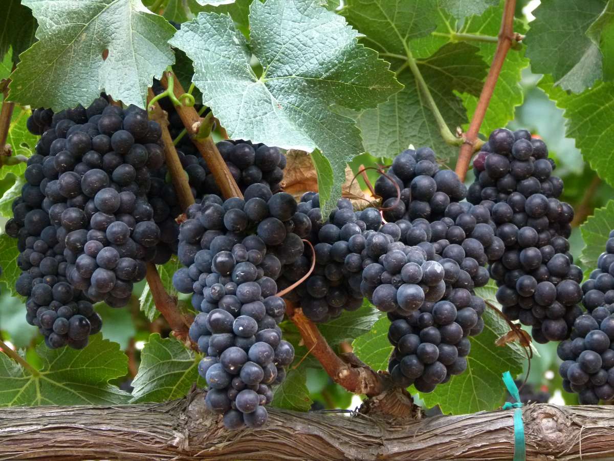 Grape