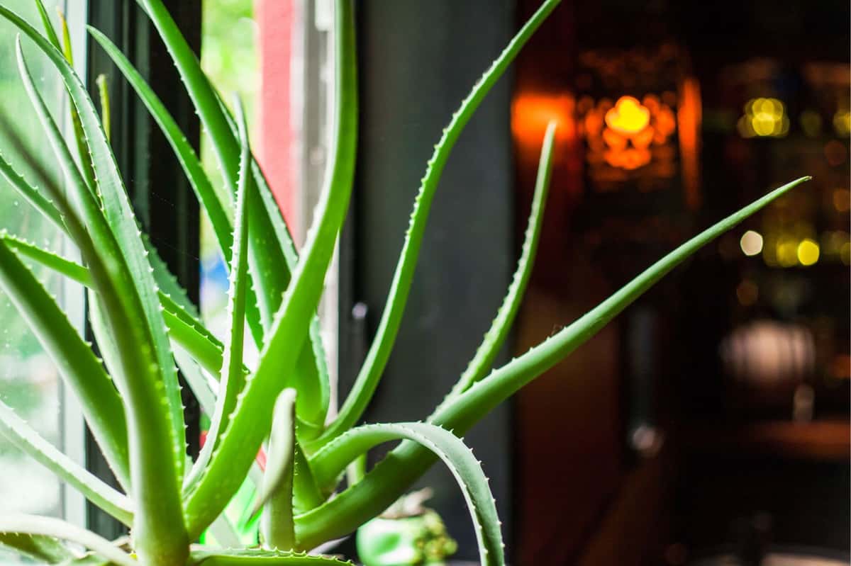 agave plant