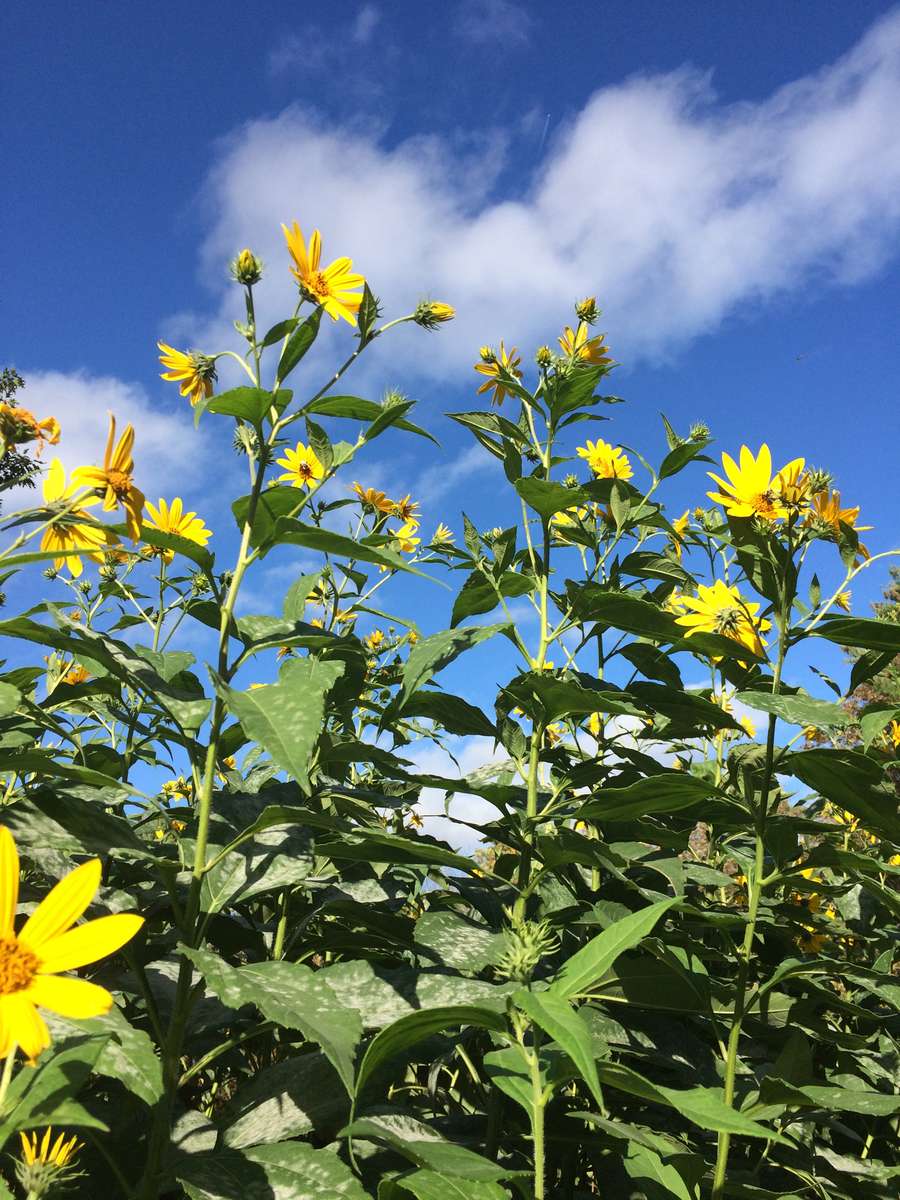 sunflowers
