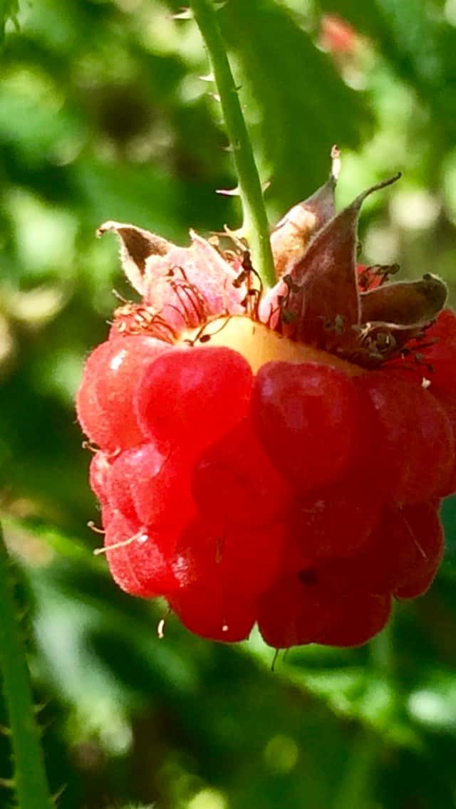 Raspberry