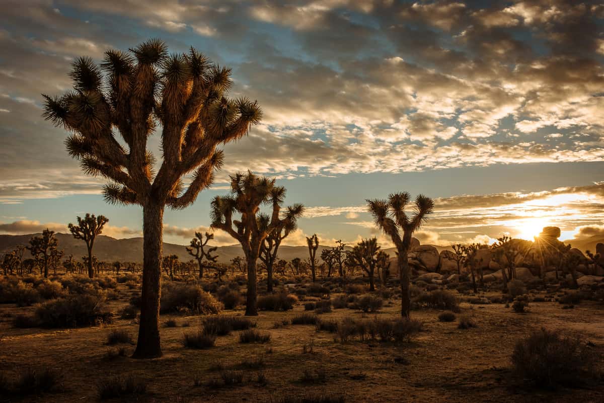 Joshua trees