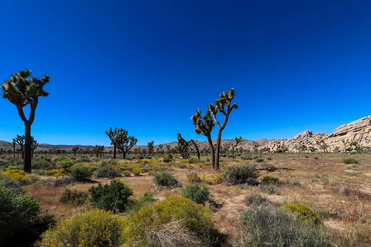 Joshua trees