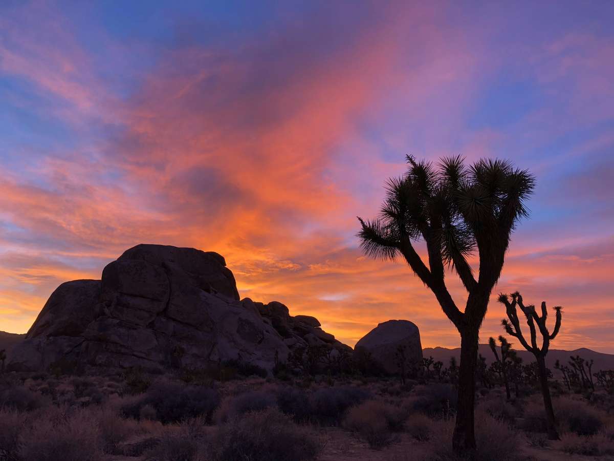 Joshua trees