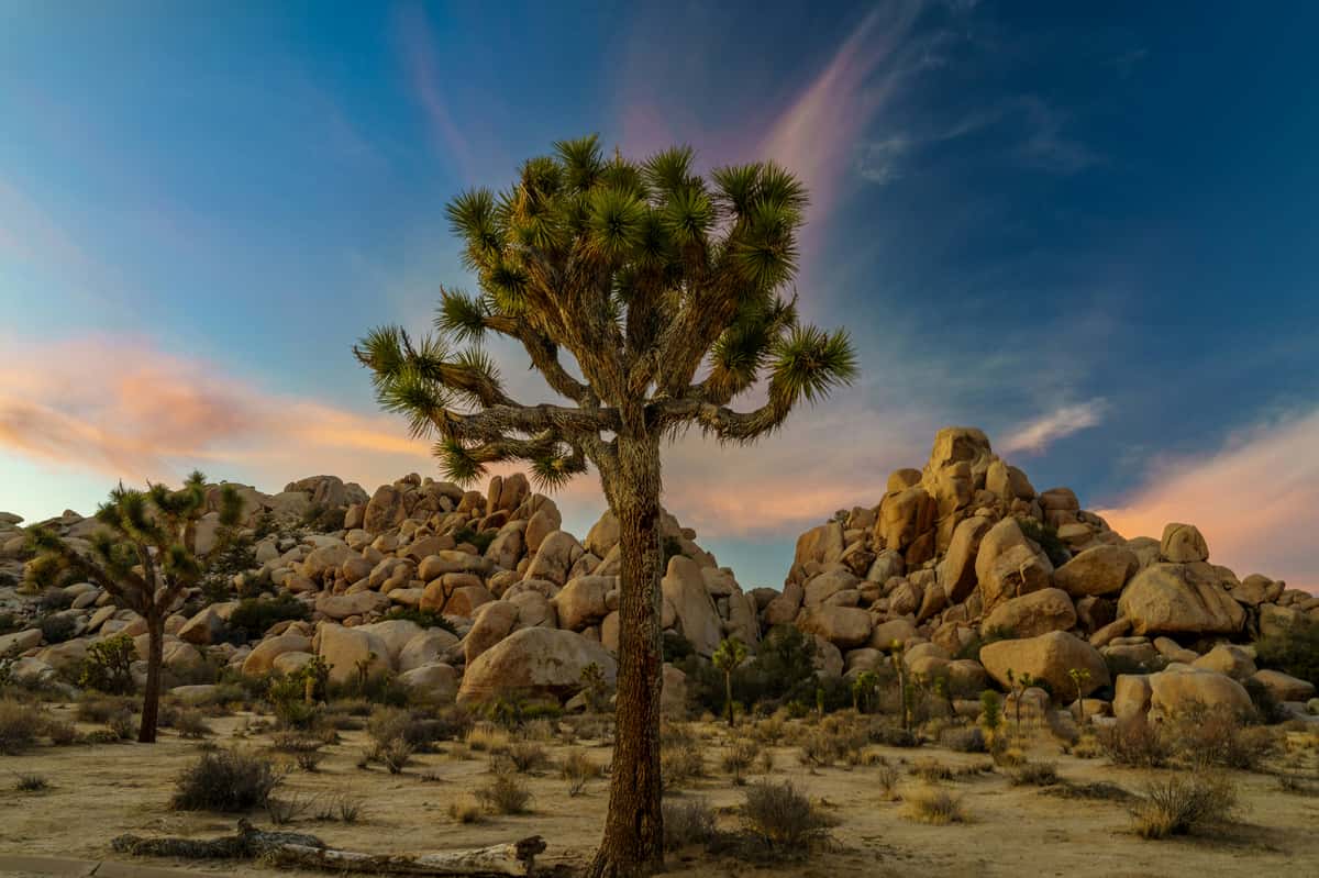 Joshua trees