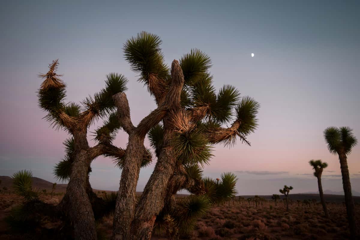 Joshua trees