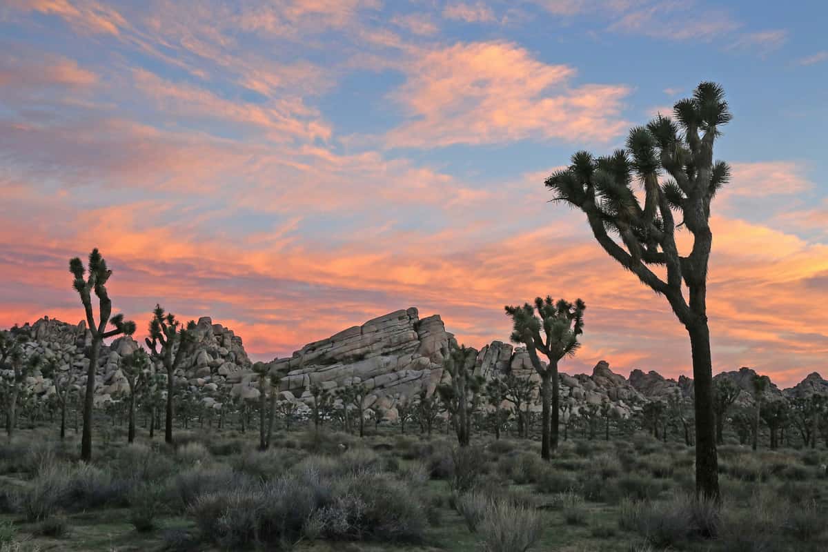 Joshua trees
