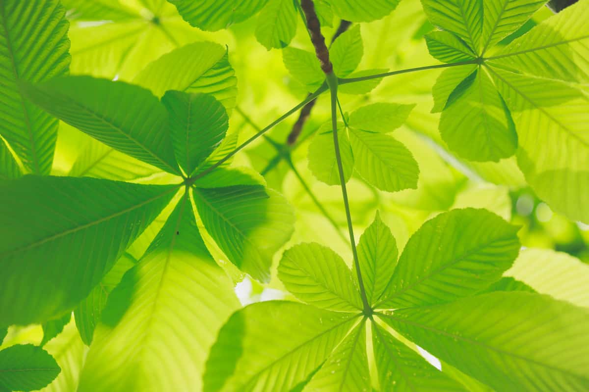green leaves