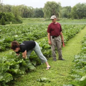 Nichols Farms