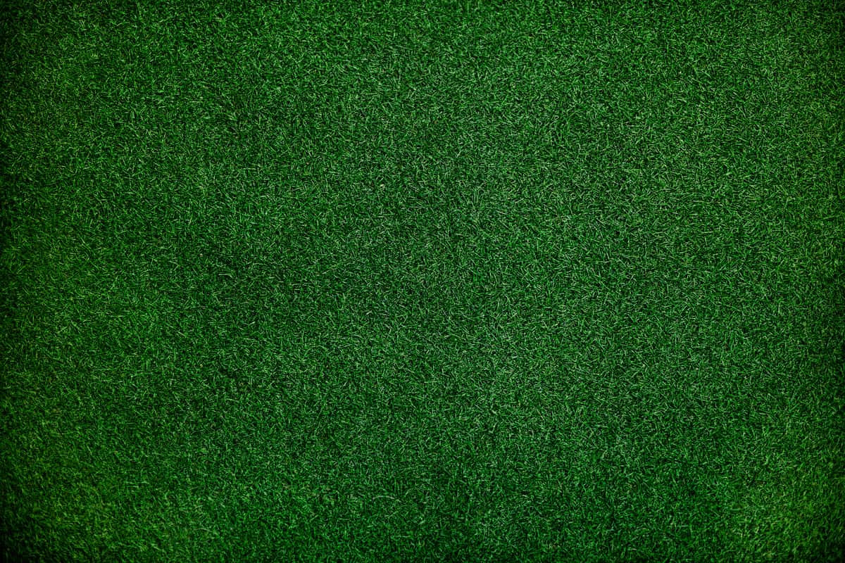 grass